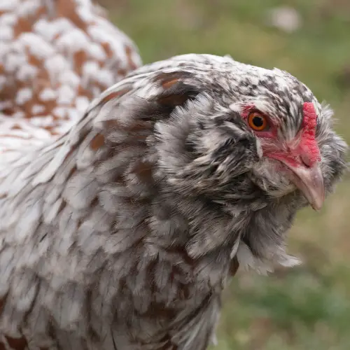 best chicken breeds for beginners - Ameraucana