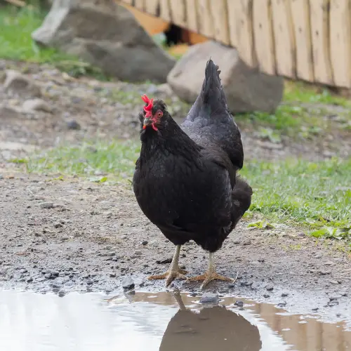 best chicken breeds for beginners - black australorp