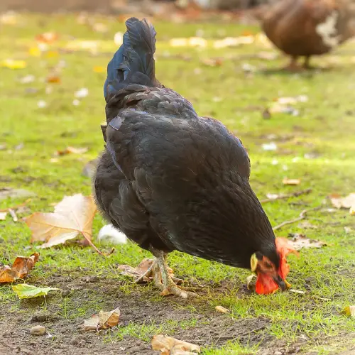 best chicken breeds for beginners - Black Copper Maran