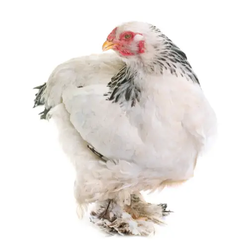 best chicken breeds for beginners - brahma