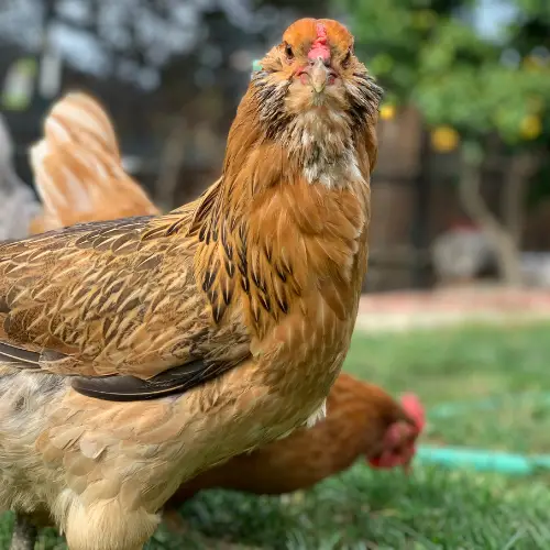 best chicken breeds for beginners - Easter Egger