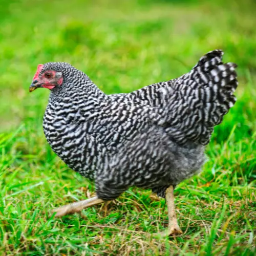 best chicken breeds for beginners - Barred Plymouth Rock