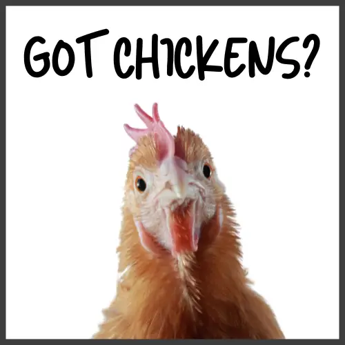 raising chickens for eggs