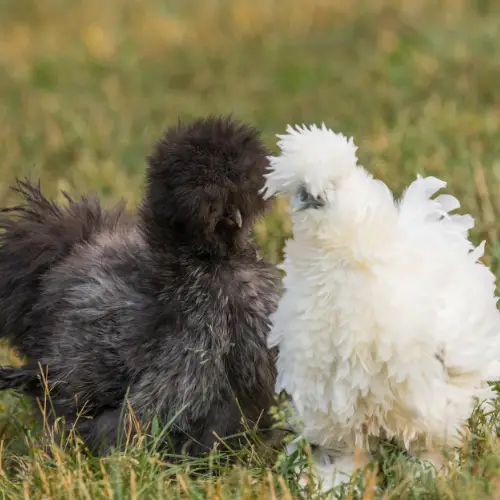 best chicken breeds for beginners - silkie