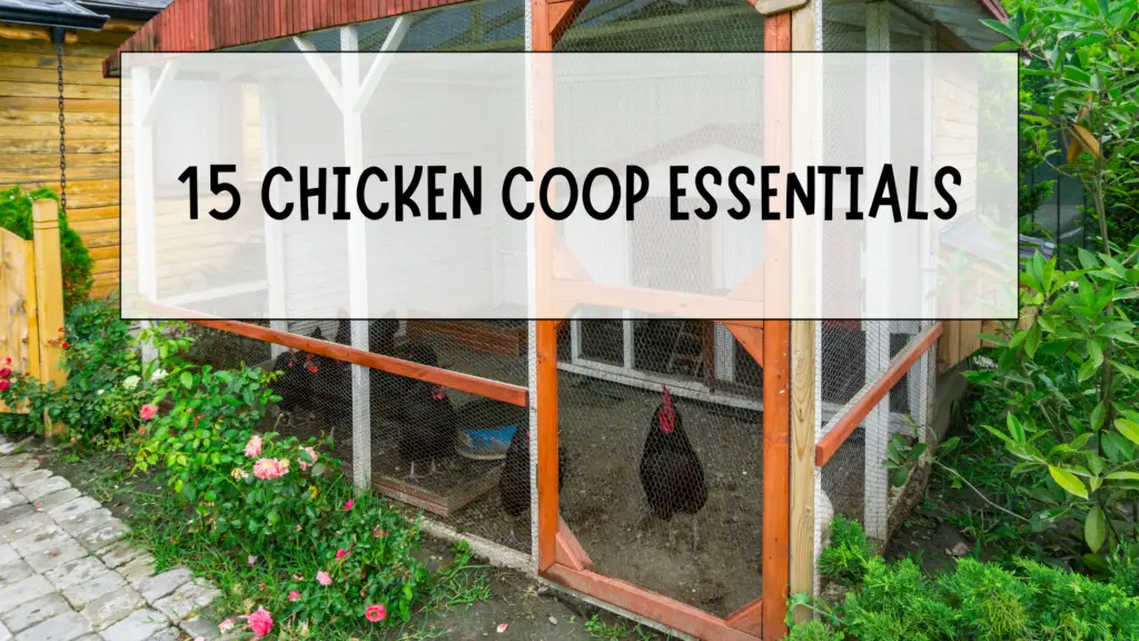 chicken coop essentials