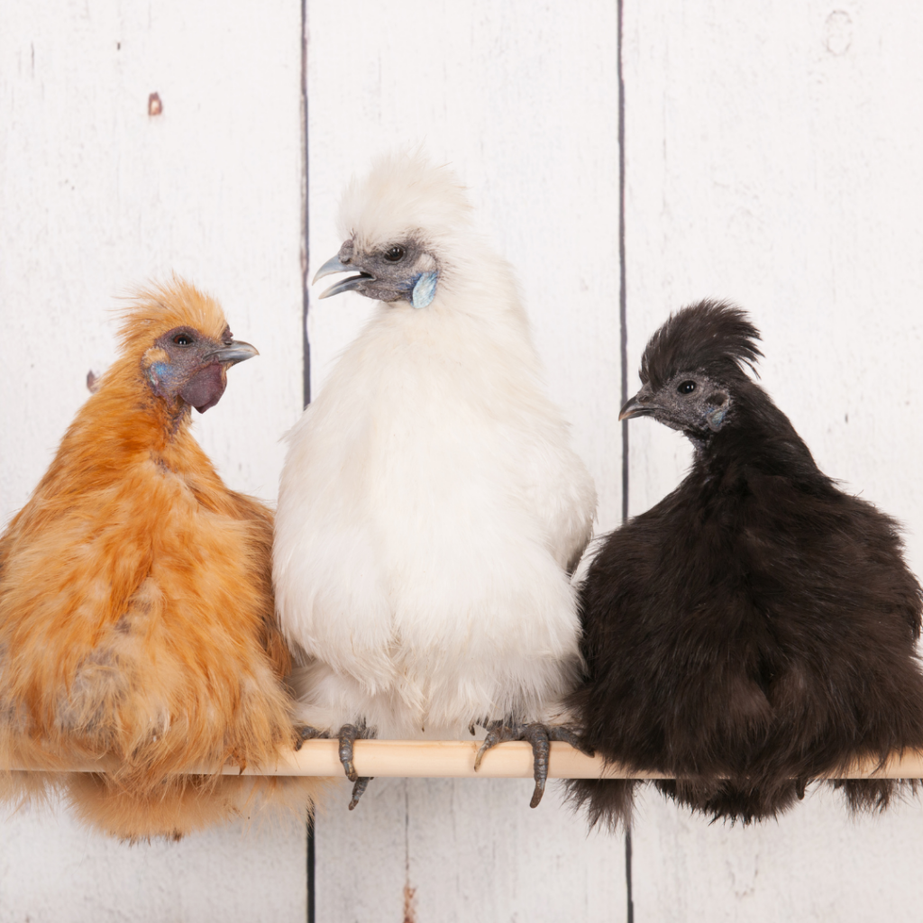 silkie chickens