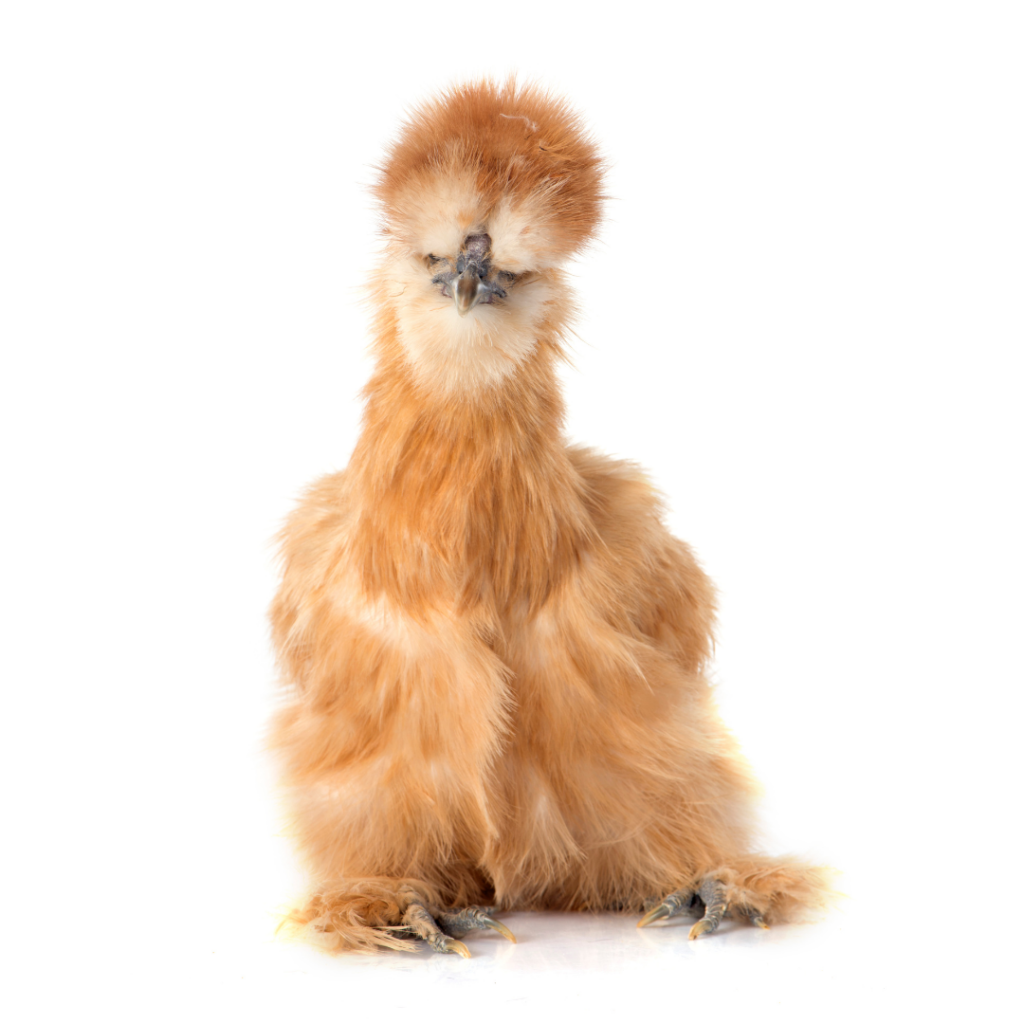 silkie chicken
