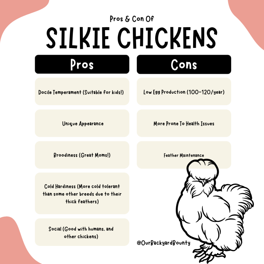 silkie chickens - pros and cons