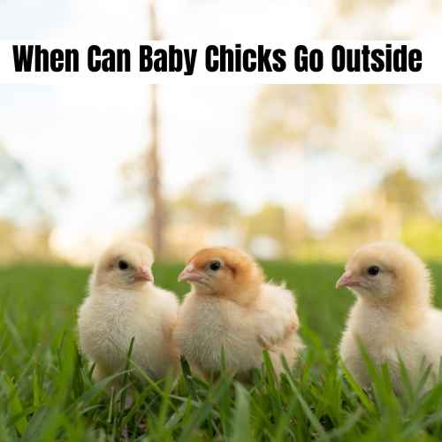 when can baby chicks go outside