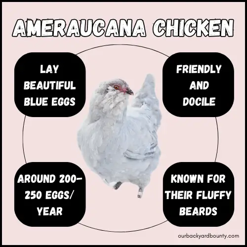 chickens that lay blue eggs
Ameraucana chicken