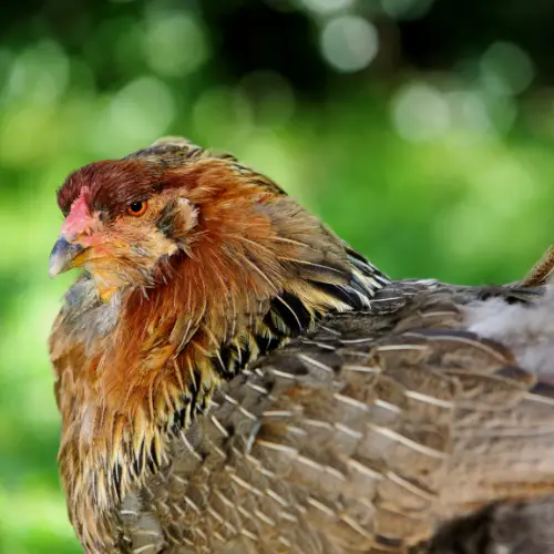 chickens that lay blue eggs
Araucana chicken