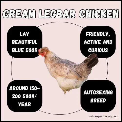 chickens that lay blue eggs
cream legbar chicken