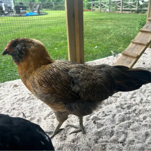 chickens that lay blue eggs
easter egger chicken