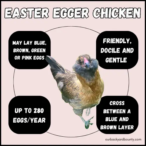 chickens that lay blue eggs
easter egger chicken