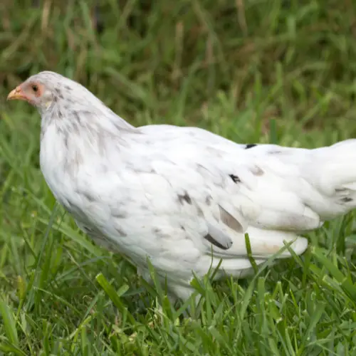 chickens that lay blue eggs
whiting true blue chicken