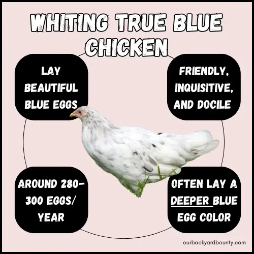 chickens that lay blue eggs
whiting true blue chicken