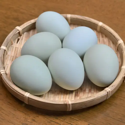 chickens that lay blue eggs