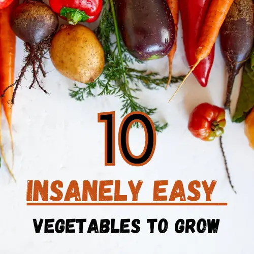 easy vegetables to grow