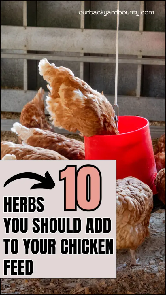 herbs to add to chicken feed