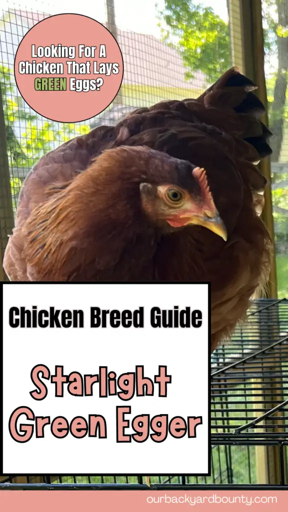 starlight green egger - chicken that lays green eggs