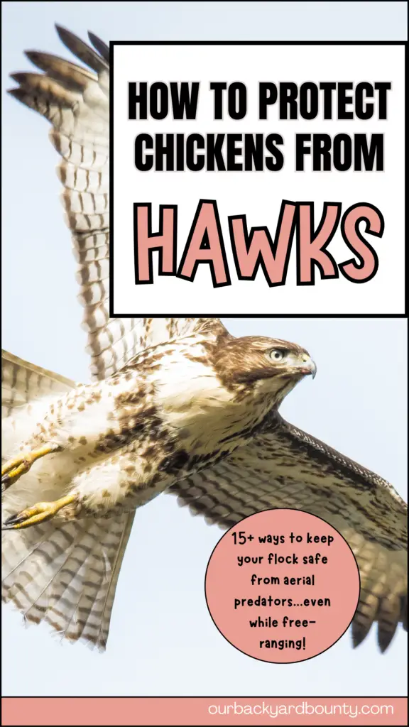 how to protect chickens from hawks
