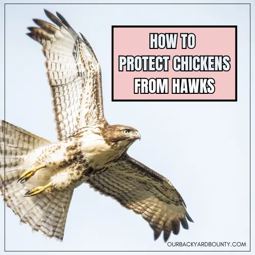 how to protect chickens from hawks