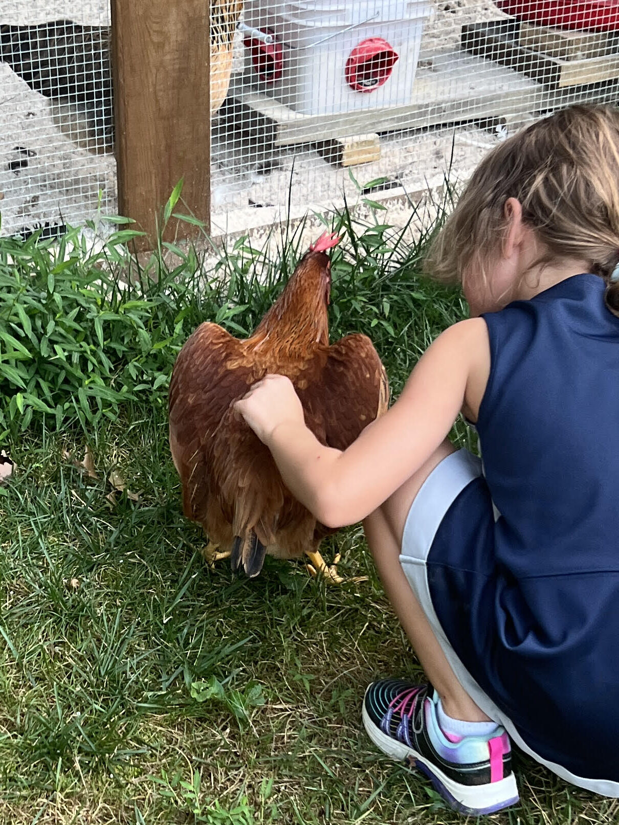 When Do Chickens Start Laying Eggs