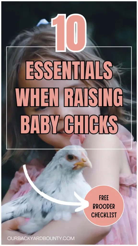 raising baby chicks