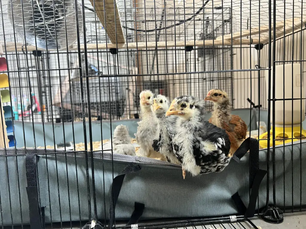 raising baby chicks