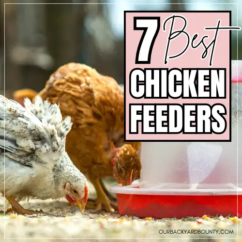 best chicken feeders