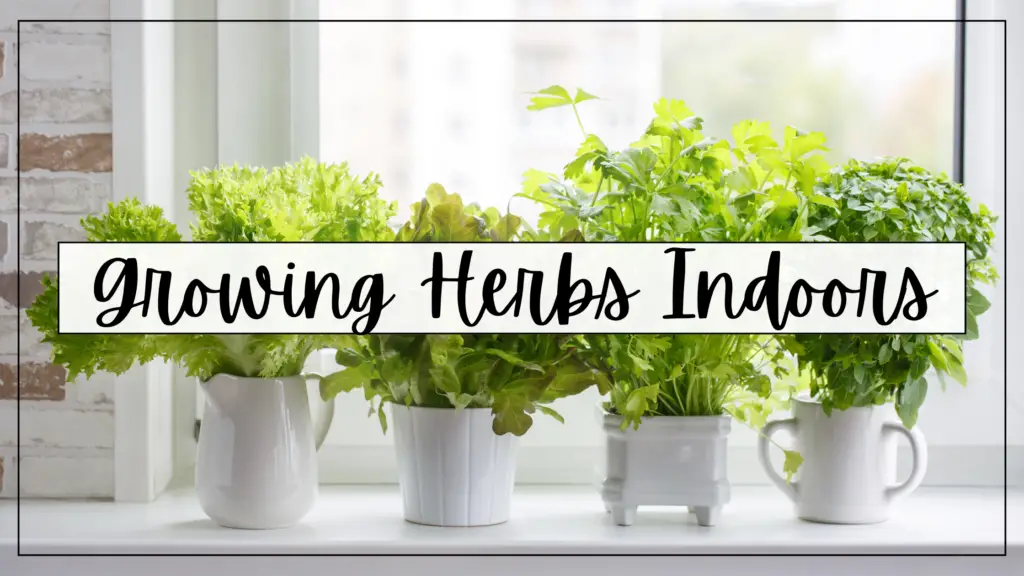 growing herbs indoors