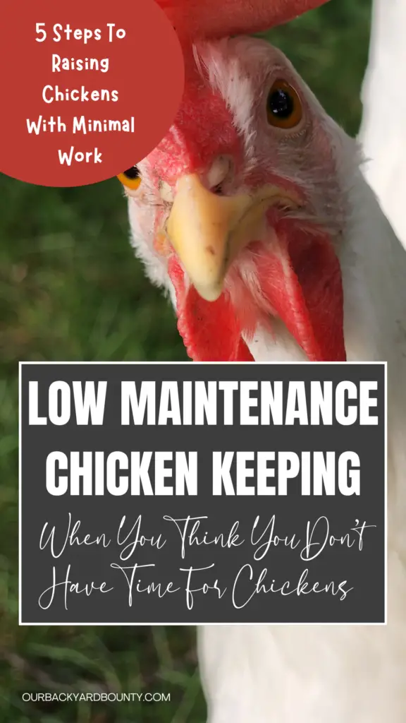 low maintenance backyard chicken keeping