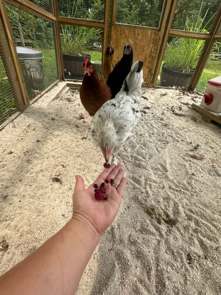 keep chickens cool in the summer - chickens eating frozen berries