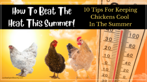 Curated visual reference: How To Keep Chickens Cool In The Summer Heat Photo Inspiration