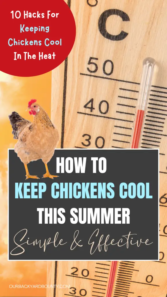 keep chickens cool in the summer