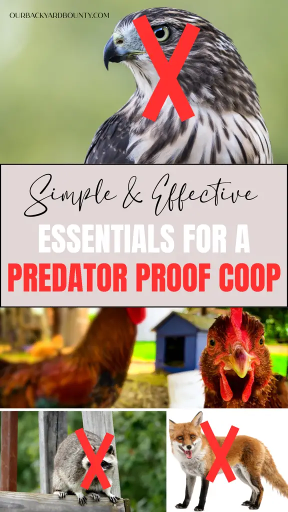 predator proof chicken coop essentials