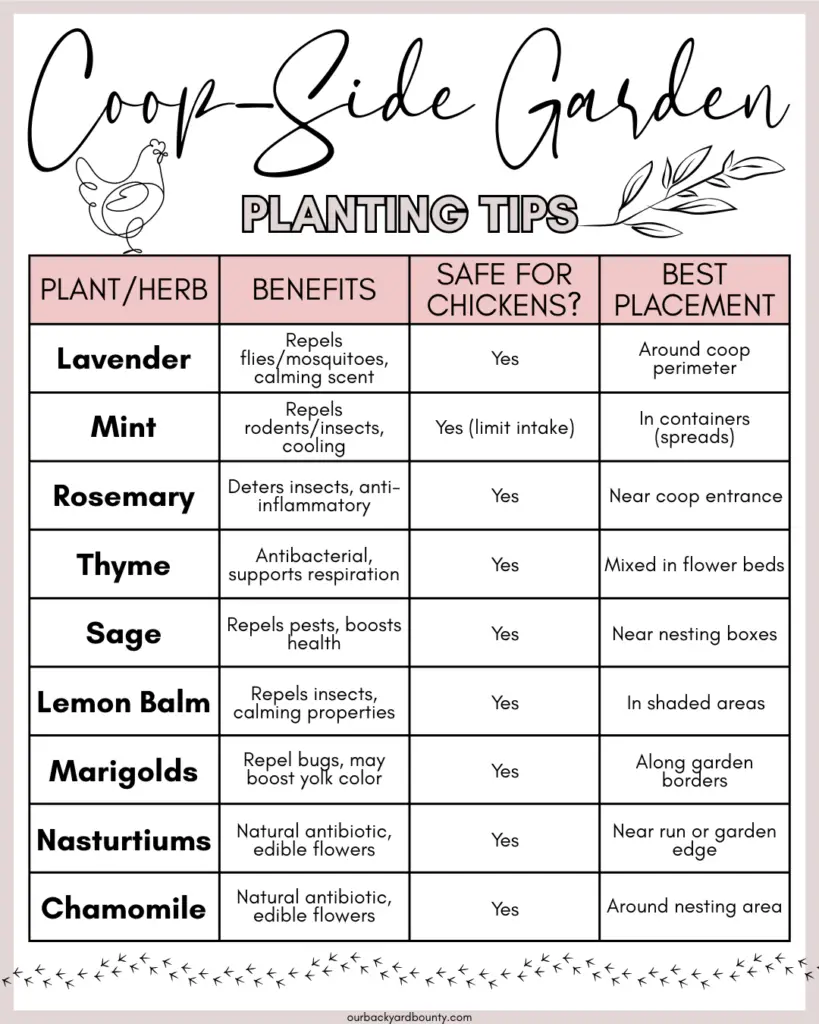 herbs to plant around your chicken coop