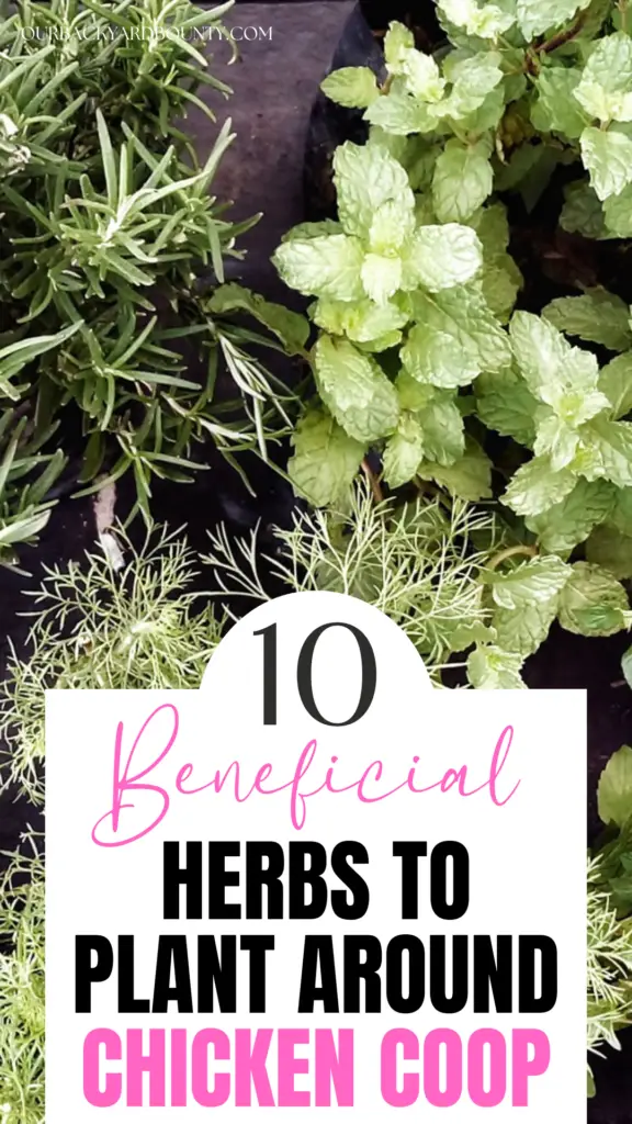 herbs to plant around your chicken coop