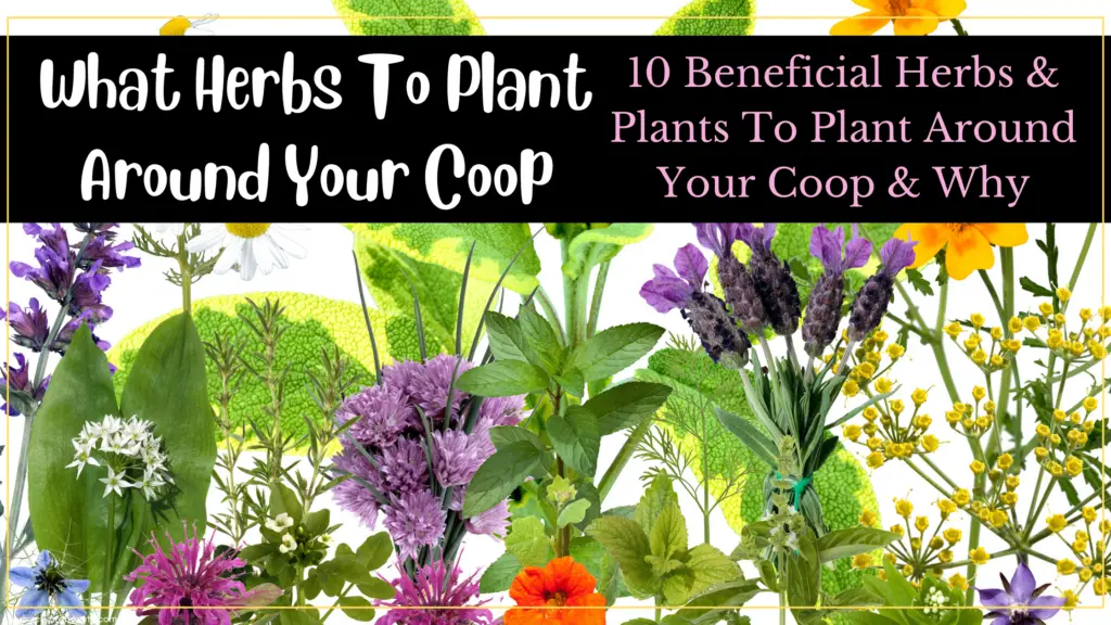 herbs to plant around your chicken coop