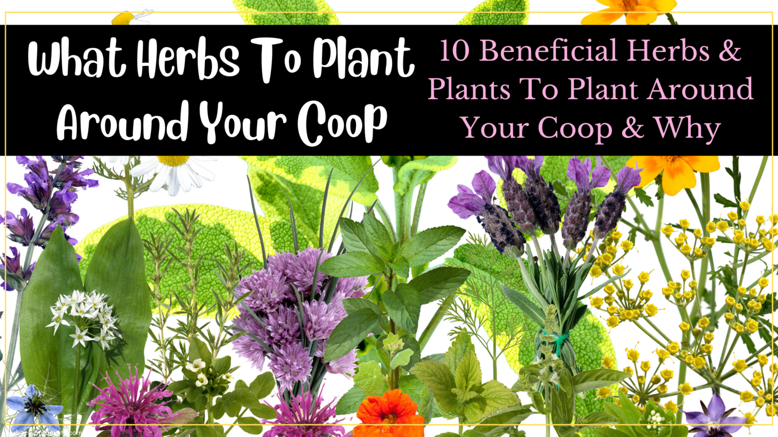 Picture of 10 Herbs To Plant Around Your Chicken Coop - & Why!