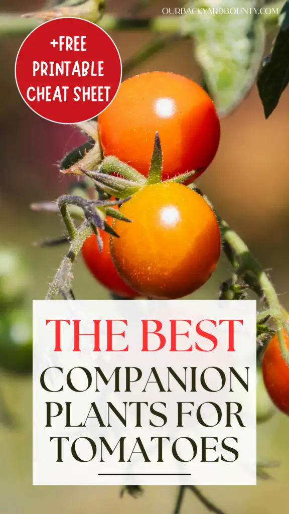 best companion plants for tomatoes