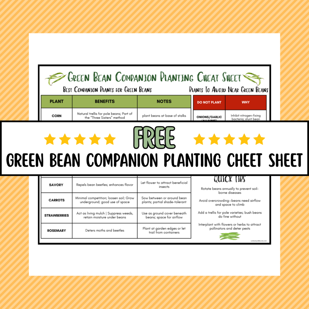 green bean companion plants
